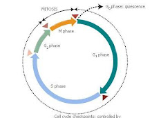 Cell-Cycle