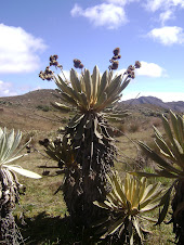 Educacion Ambiental