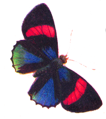 Butterfly Clip Art Free