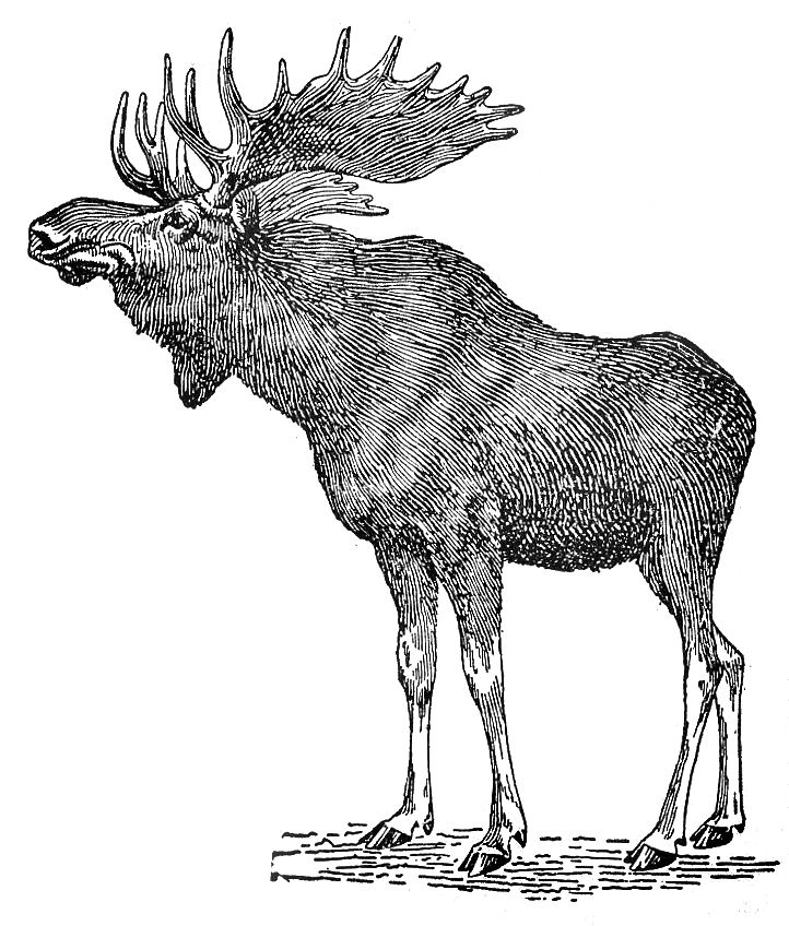 Moose+Anatomy+Diagram similar results moose anatomy diagram moose anatomy diagram jgo what ...