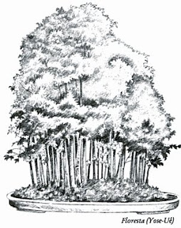 Principais Estilos de Bonsai Yose-Uê(Floresta)