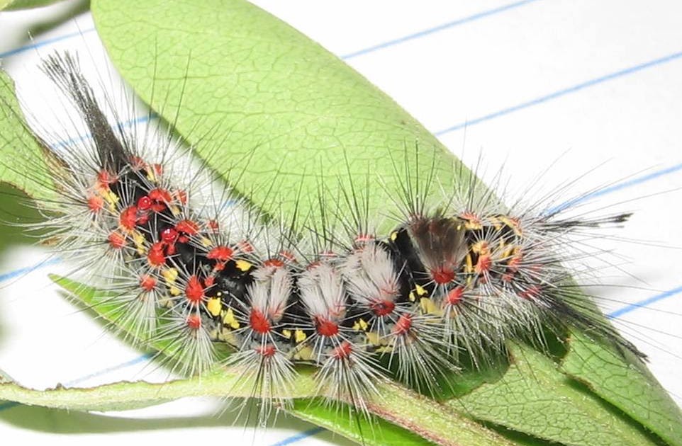 orange county nature Western Tussock Moth (caterpillar)
