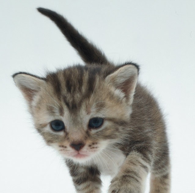 Wallpaper Kucing | gambar kucing kumpulan gambar Wallpaper Kucing | gambar kucing kumpulan gambar