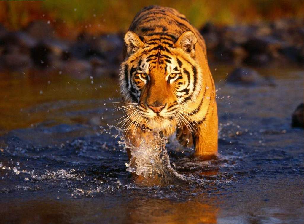 Gambar Harimau Gambar Harimau