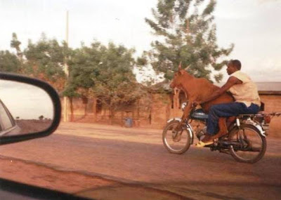 cow riding motorcycle