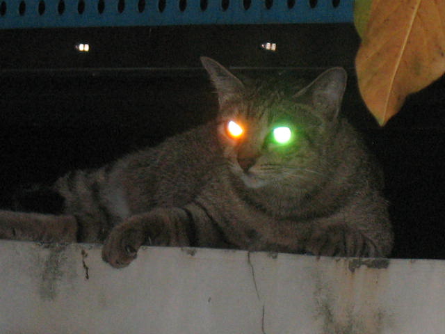 [IMG_0562.JPG]