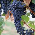 Barbera wines are now