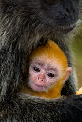 Silver Leaf Langur