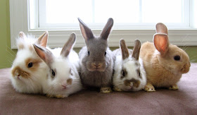 holland lop lionhead cross