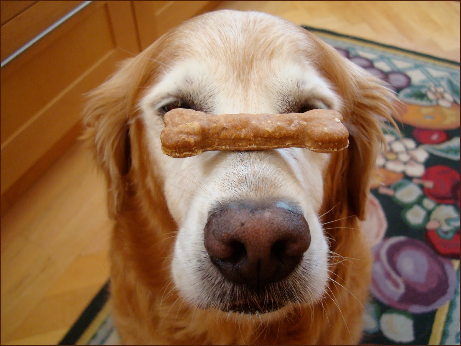 10sec Trick n Treat Dog Treat On My Nose Contest + Recipe Peanut Butter Banana Oats Dog Treat