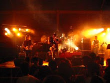 Buffalos D"agua no Demo Sul