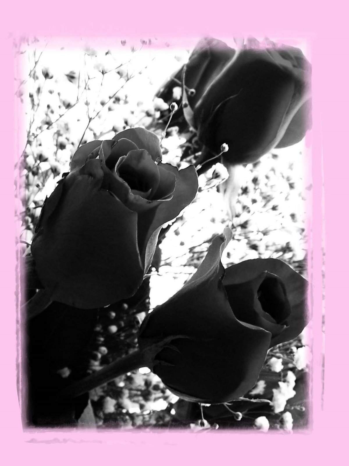 [roses+pink+1.jpg]