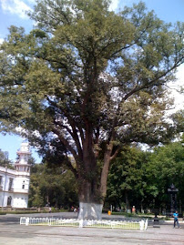 __Árbol de los acuerdos__