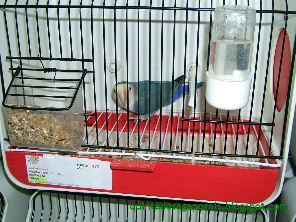 [1Âº+violetas.JPG]