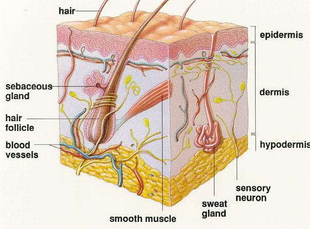 ESTRUCTURA PIEL estructura piel: