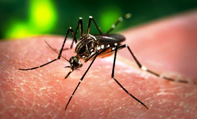 Dengue Mosquito