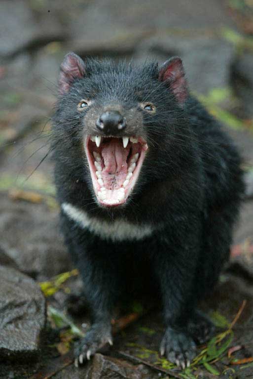 tasmanian-devil.jpg