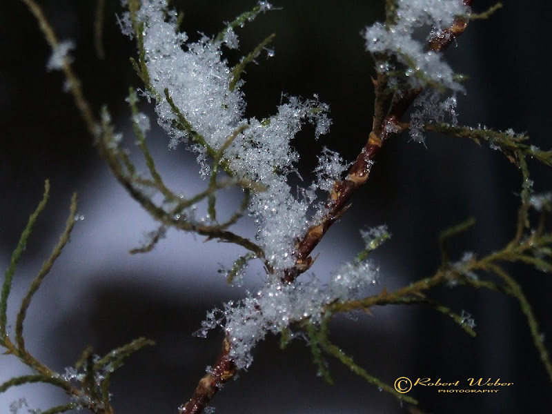 snow flakes