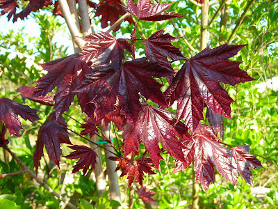 ACTUALIZO: Cambio y Regalo Semillas especies de Arce y Ginkgo Biloba (2013) - Página 5 035+PONT+DEL+PRIMER+DE+MAIG+1+AL+3-05-09+360