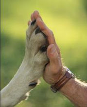 A JCDU apoia a causa animal