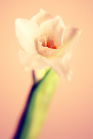 IHeart Organizing: Winter Greens