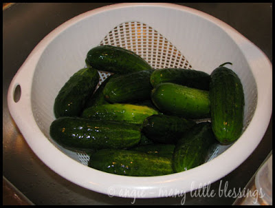 pickling cucumbers