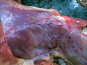 [spierbloedingen.jpg]