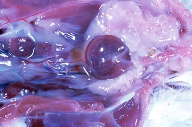 [سيريا+فيت++تصريحpoubu01.jpg]