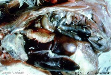 [مواد+فبرينيه+تغطي+القلب+بالكامل.jpg]