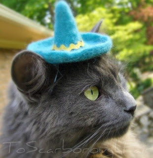 Funny Hats for Cats