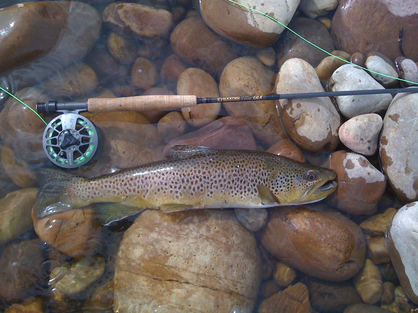 FISHING TROUT fishing trout: