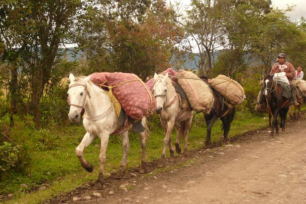 [caballos+de+las+papas.JPG]