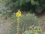Orquidea em seu habitat - MG