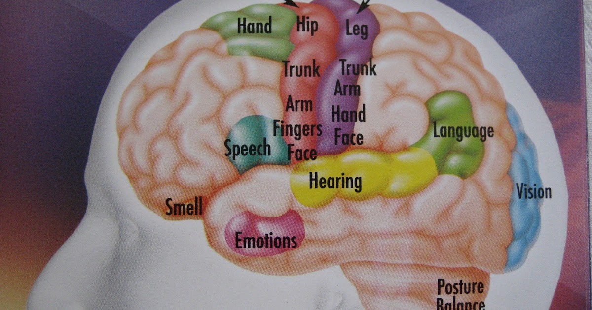 Babbling Night Nurse Motor and Sensory Function Areas..