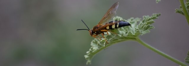 Does A Cicada Killer Sting Hurt