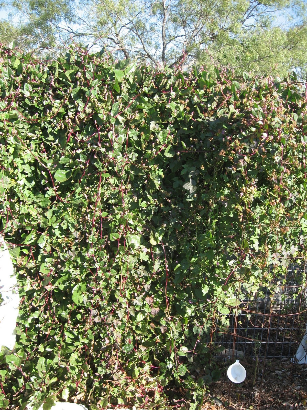 Spinach Vine