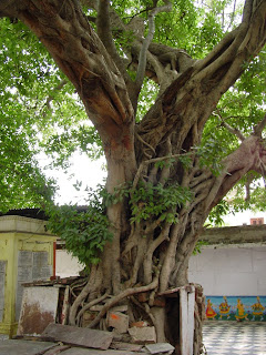 Vanshi Vat Vrindavan