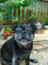 Marley loves photos!