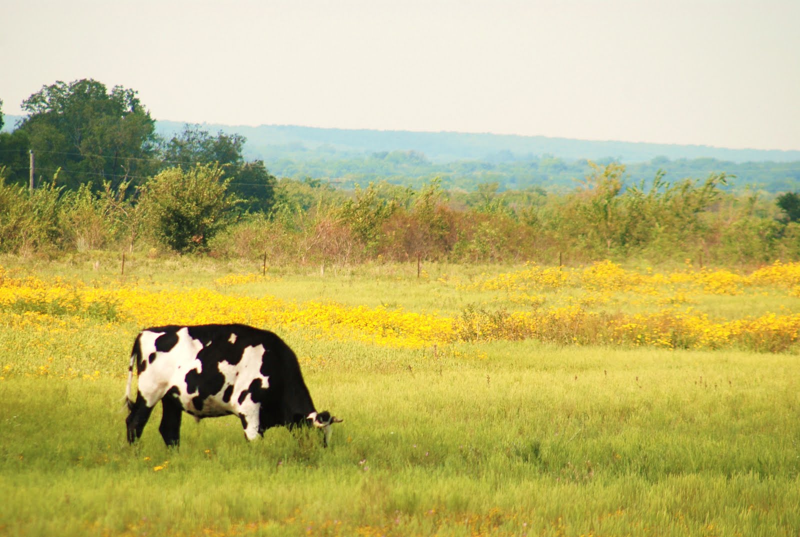 Prairie Places Yellow Sunflowers and Delightful Cows