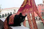 Cleopatra - Venetian Cat D.O.C.