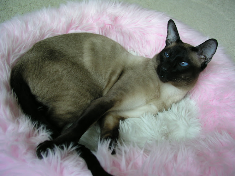 Andre of Siler City Siamese