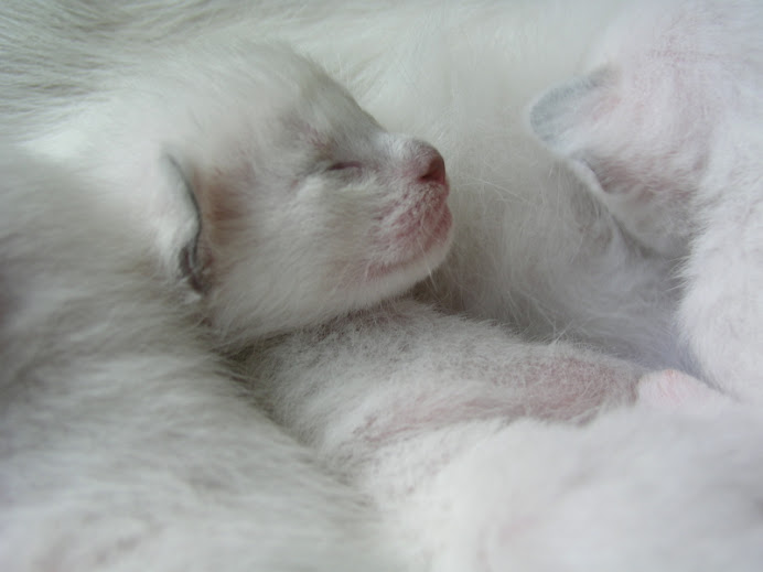 One Week Old Kittens