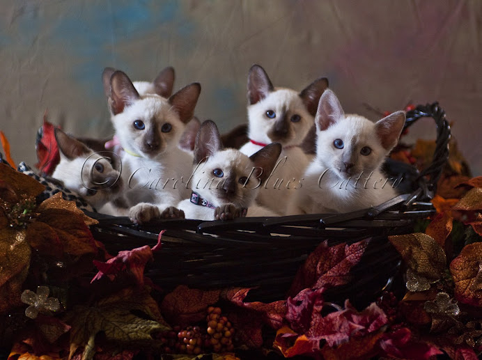 Our Fall Kittens