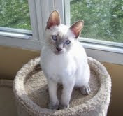 Elegant Lilac Male Siamese Available now (as of Dec. 24th) from Kathy's Country Siamese & Balinese