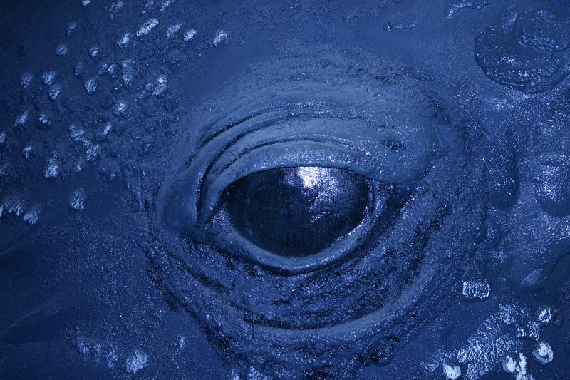 Humpback Whale Canvas Art by Patrick LaMontagne iCanvas in 2021 Whale, Canvas ar