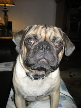 ♥ my muttley pug