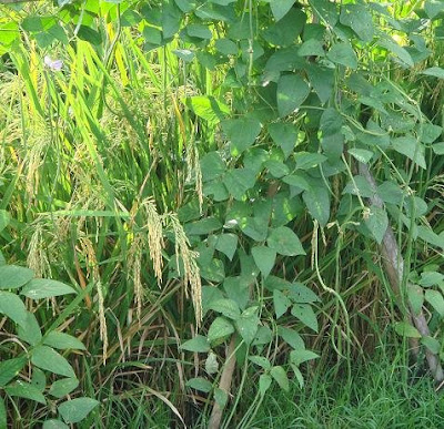 PADI_KACANG+PANJANG.jpg