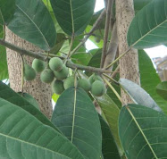 BUAH DARI POHON LANGKA