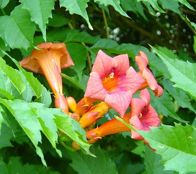 trumpet vine plant. Carolina Trumpet Vine (Campsis