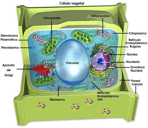 [celula+vegetal.jpg]